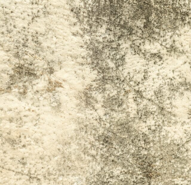 Mold Removal The Common Household Problem That’s Easier to Prevent Than Fix